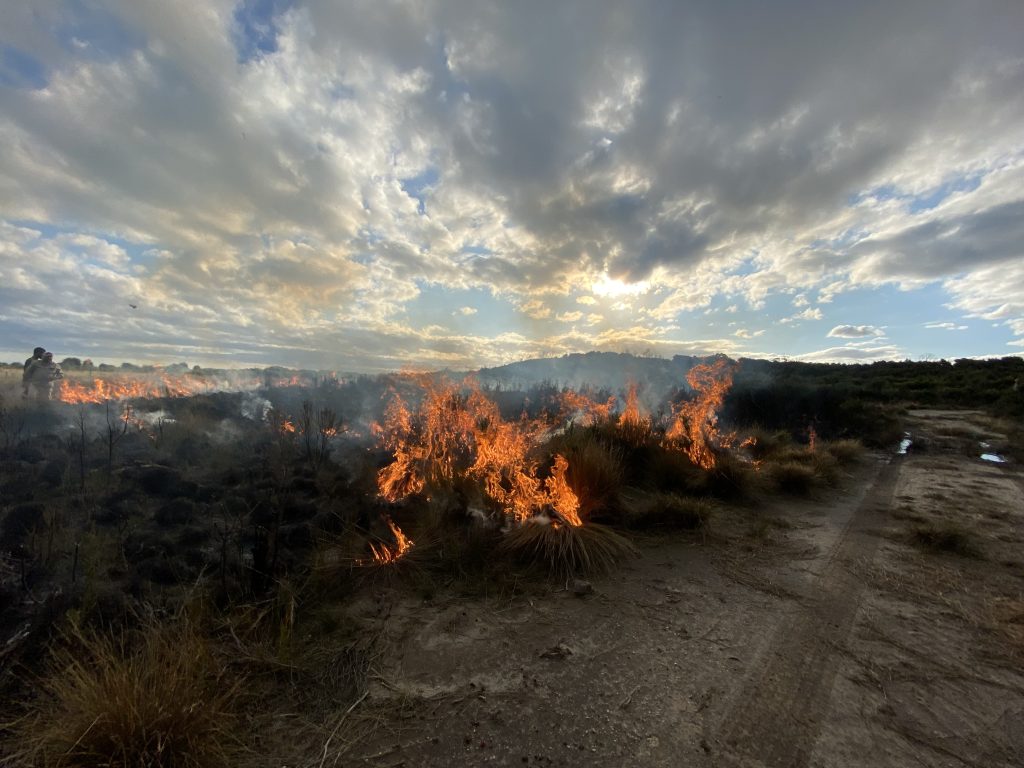 A photo of a cultural fire slowly burning through the open grasslands of Lungtalanana/Clarke Island